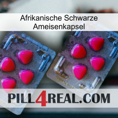 Africa Black Ant Capsule 14
